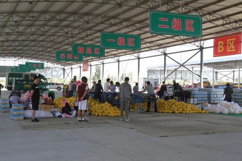 民勤蜜瓜甲天下 民勤縣2020年蜜瓜產業發展綜述