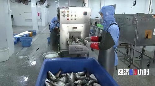 珠海打造“年魚之都” 預制菜產業年產值超1.5億元，紡織業協同發展